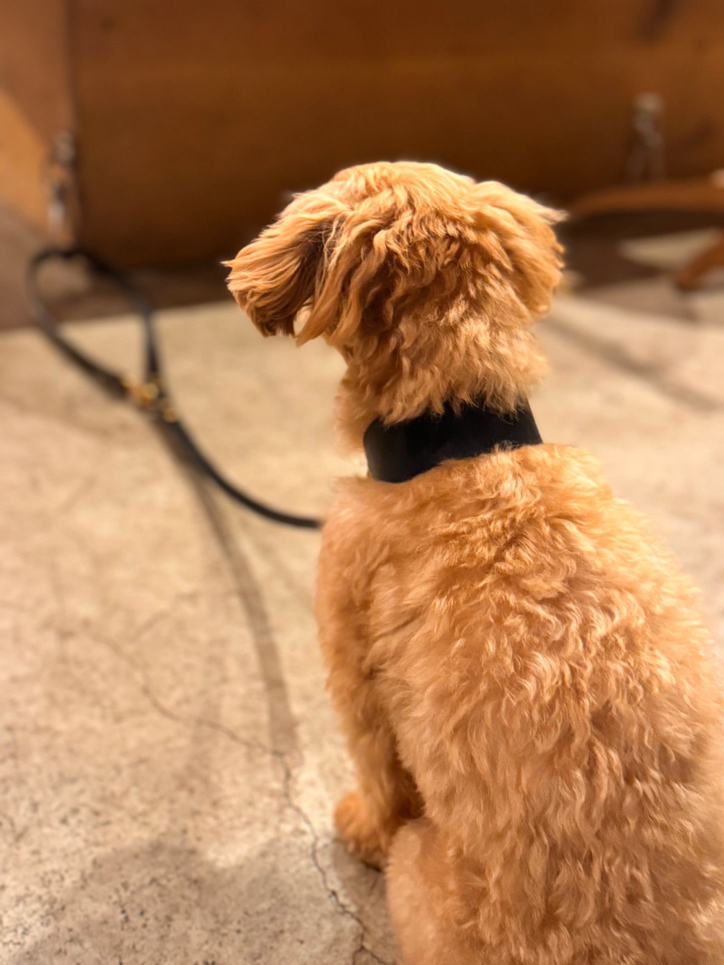 Dog Lead