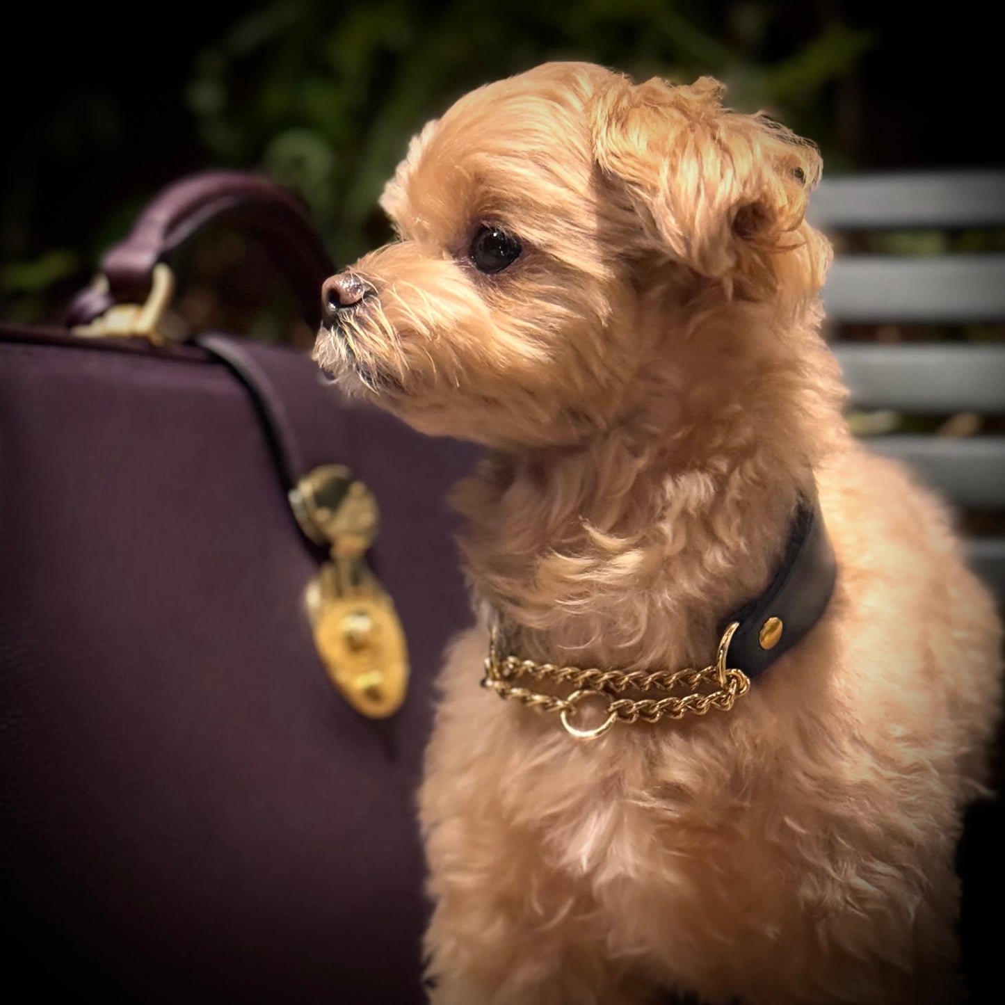 DOG Necklace