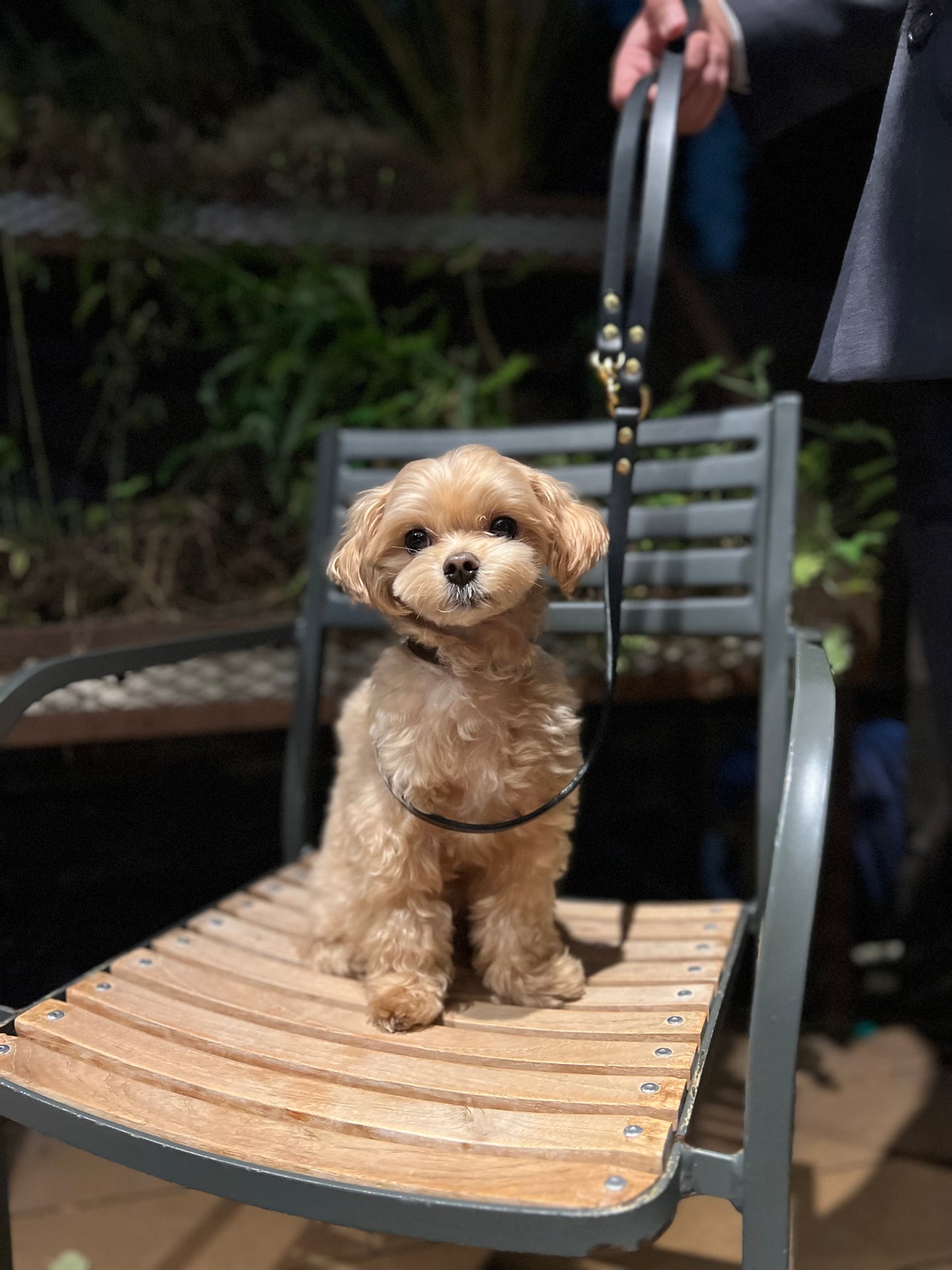 Dog Lead
