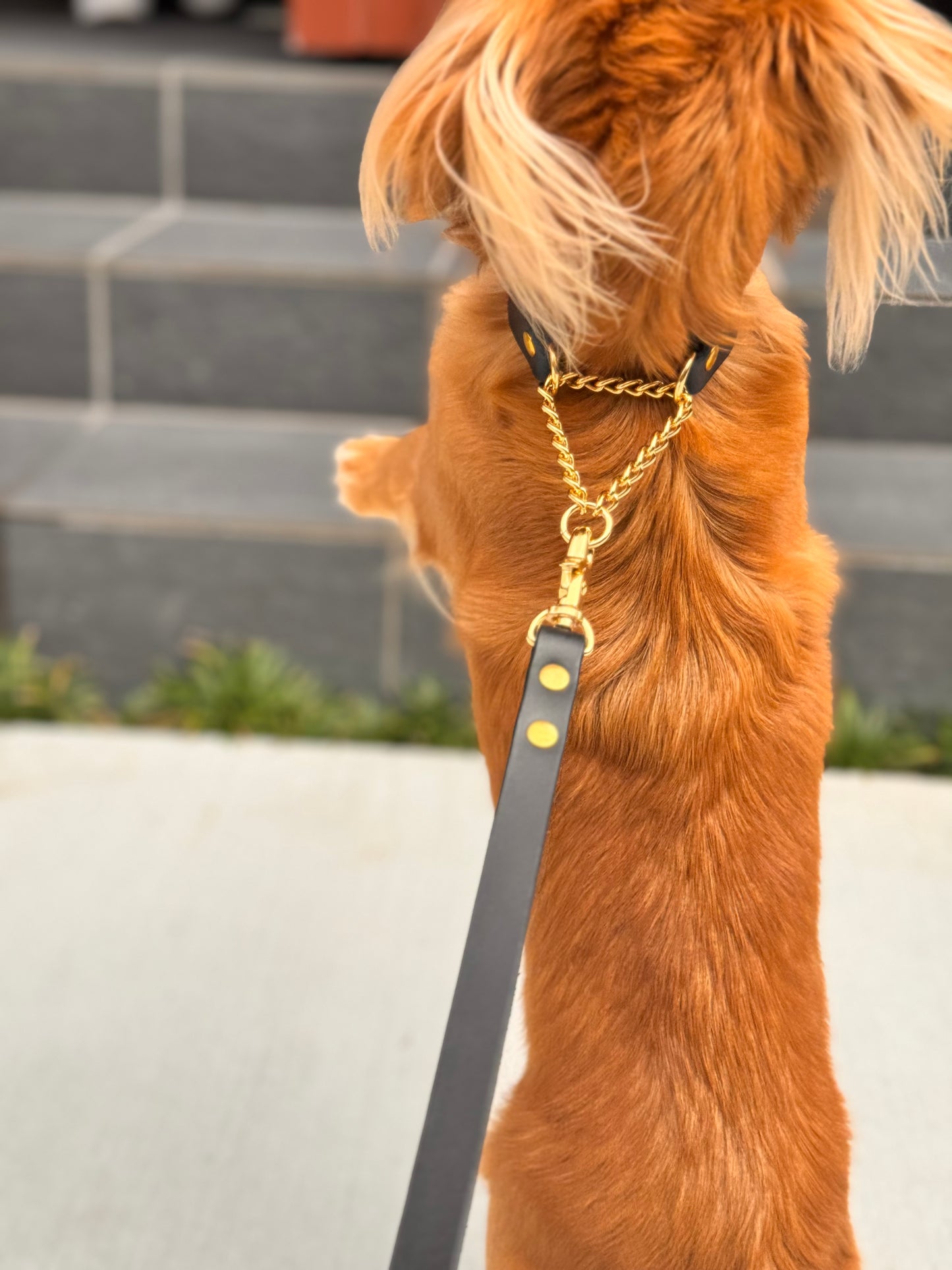 DOG Necklace