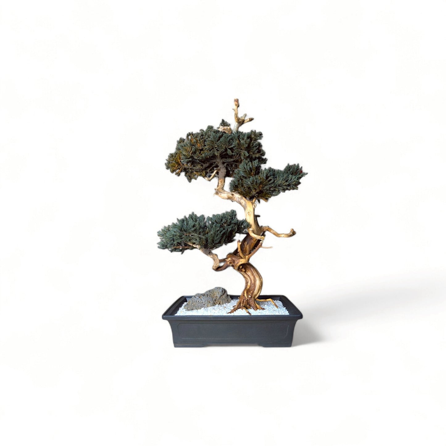 TAIZAN BONSAI - WITHERS
