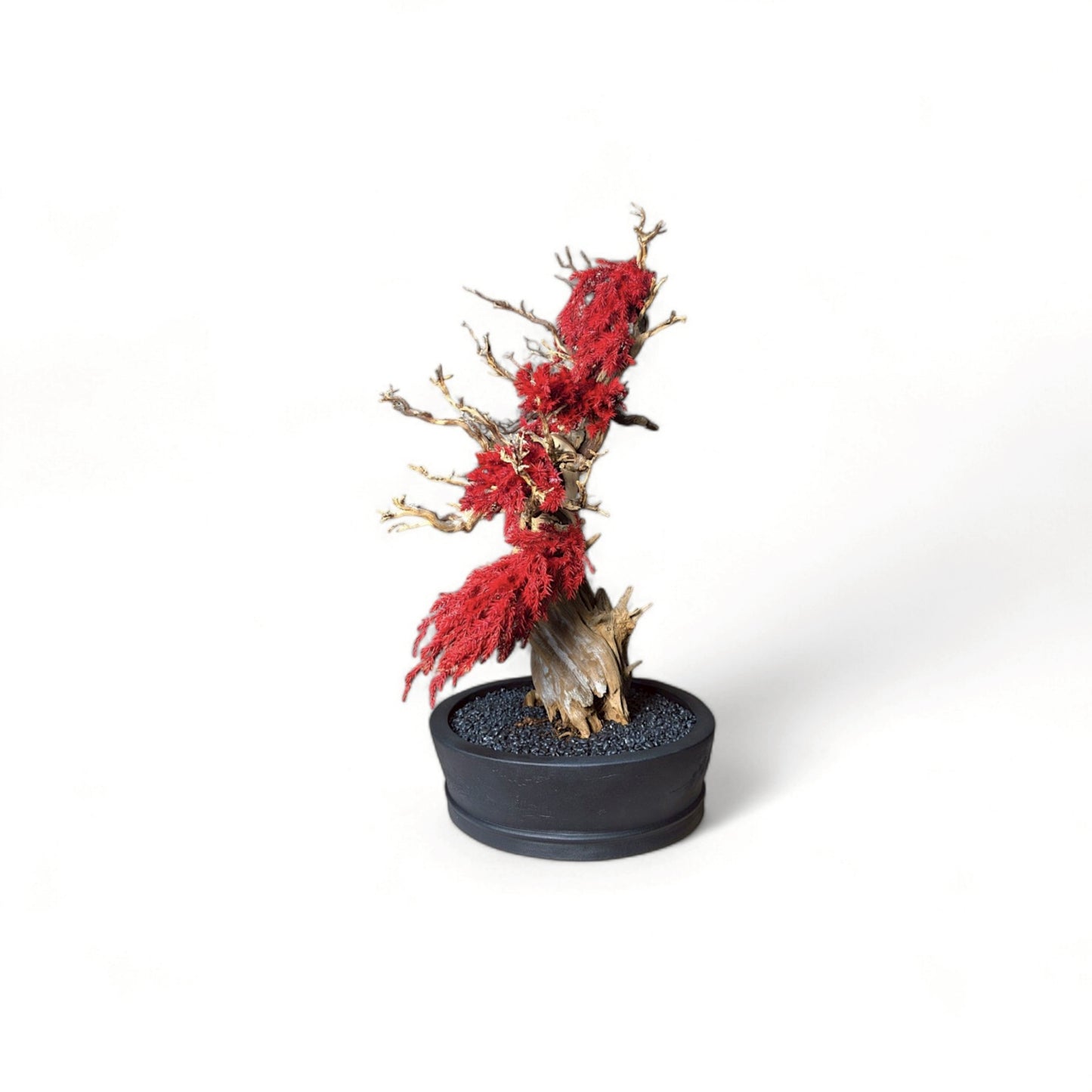 TAIZAN BONSAI - WITHERS