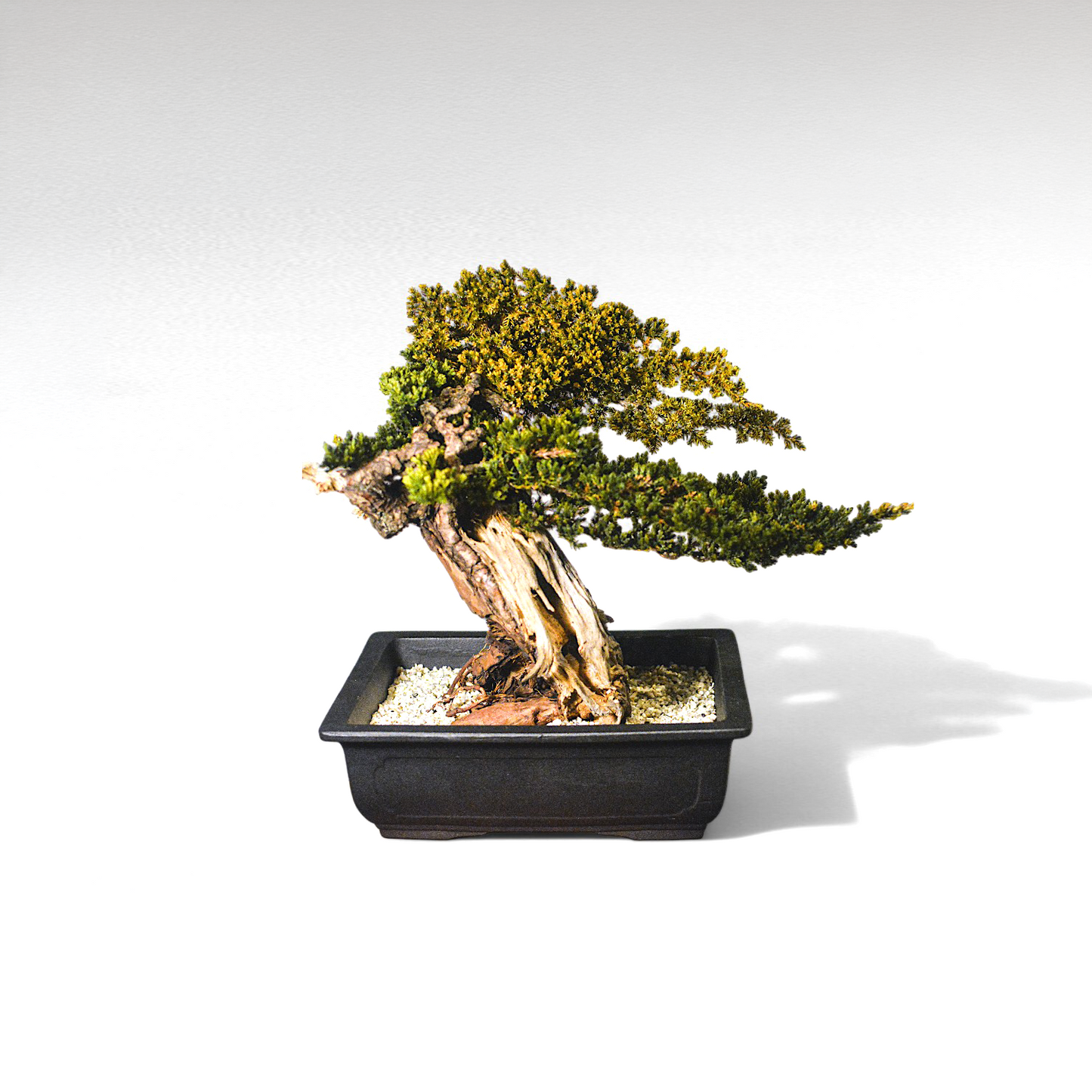 TAIZAN BONSAI (タイザンボンサイ)