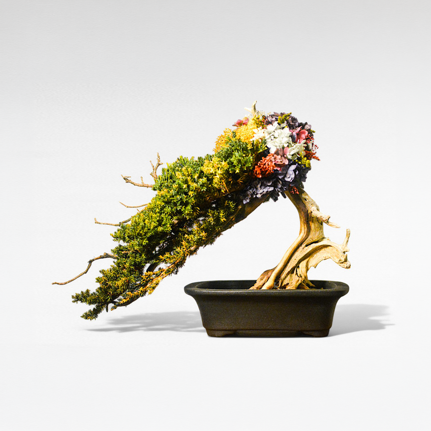 TAIZAN Flower Bonsai -Wabisabi Bonsai Art