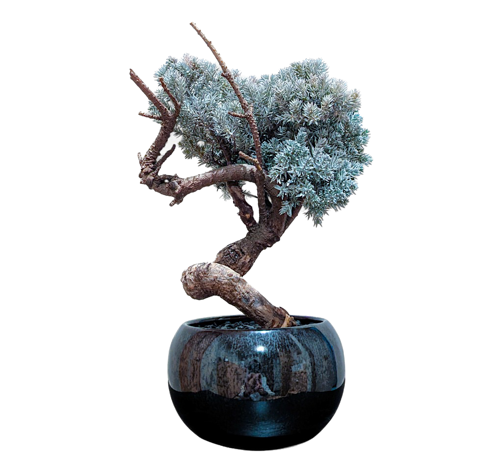 TAIZAN BONSAI (タイザンボンサイ)