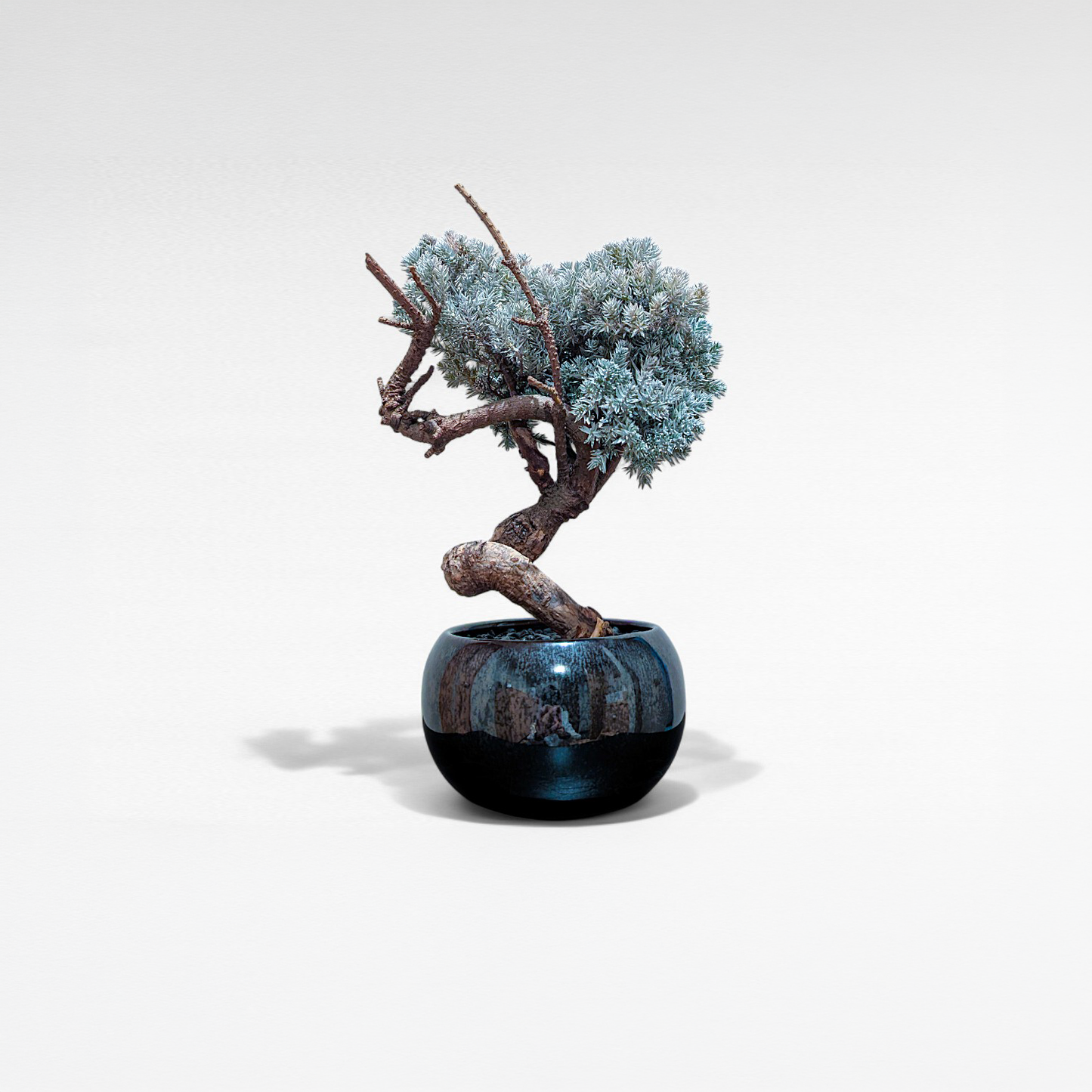 TAIZAN BONSAI (タイザンボンサイ)