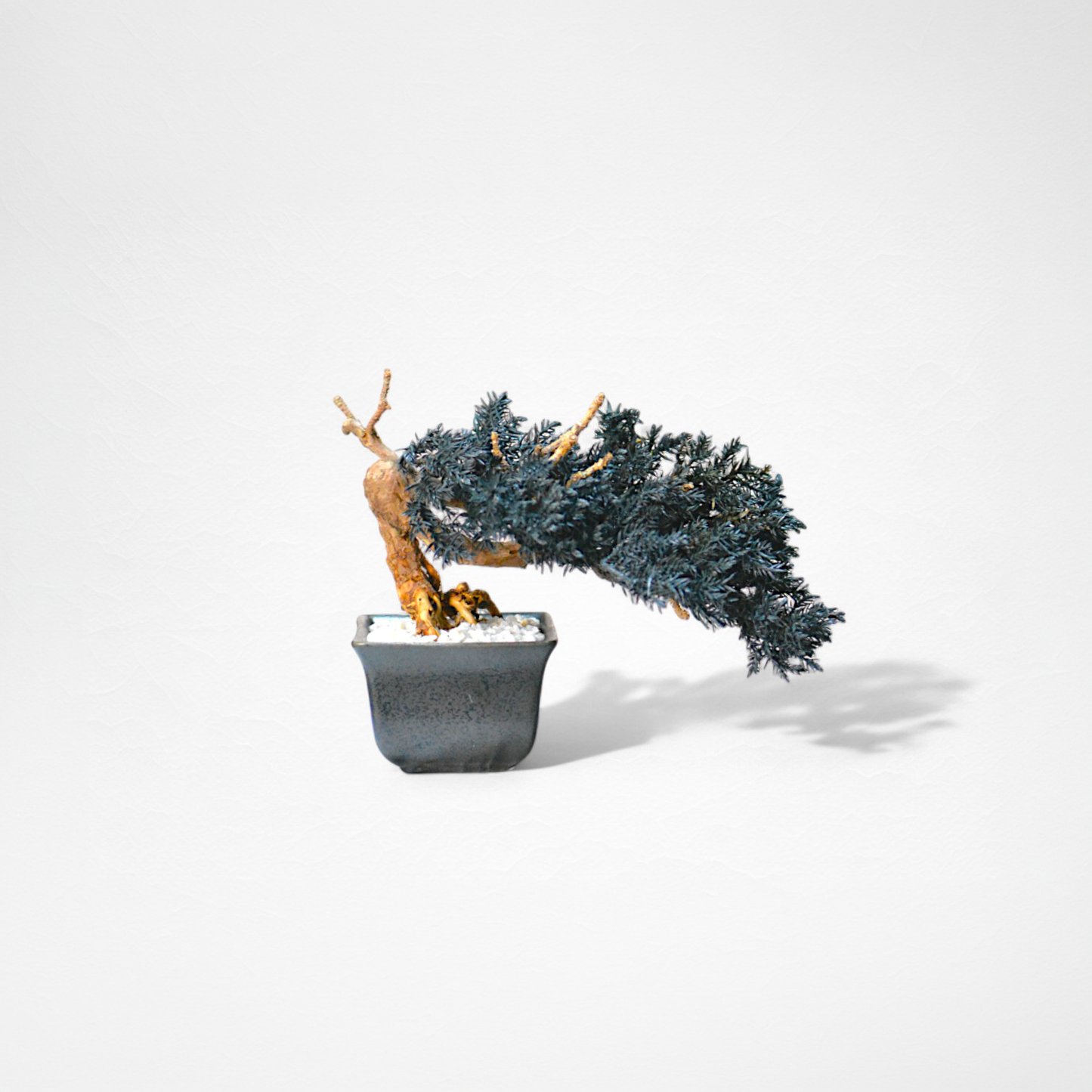 TAIZAN BONSAI (Wabisabi Bonsai Art)