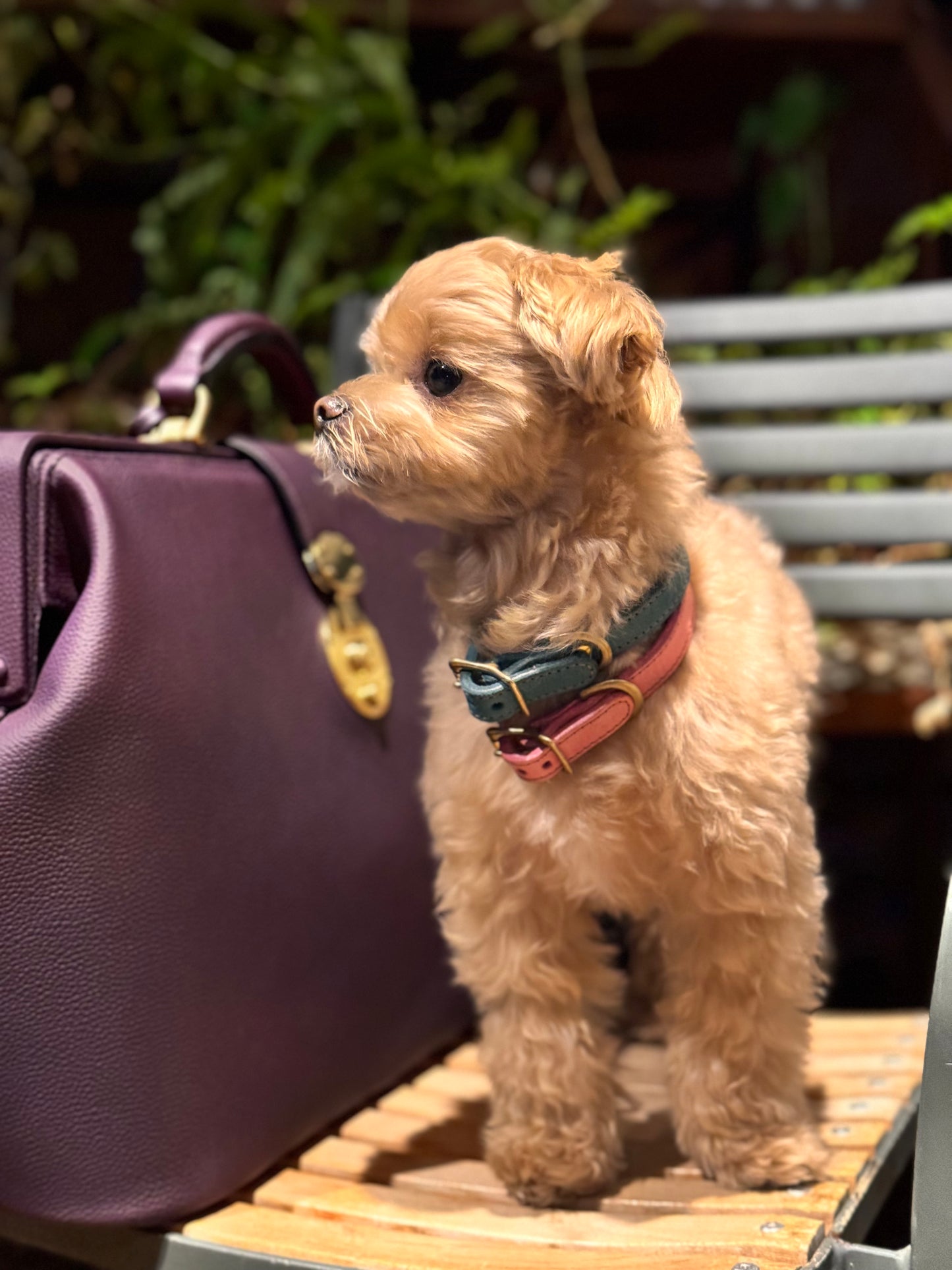 Leather collar for your dog [Natural Leather Series]