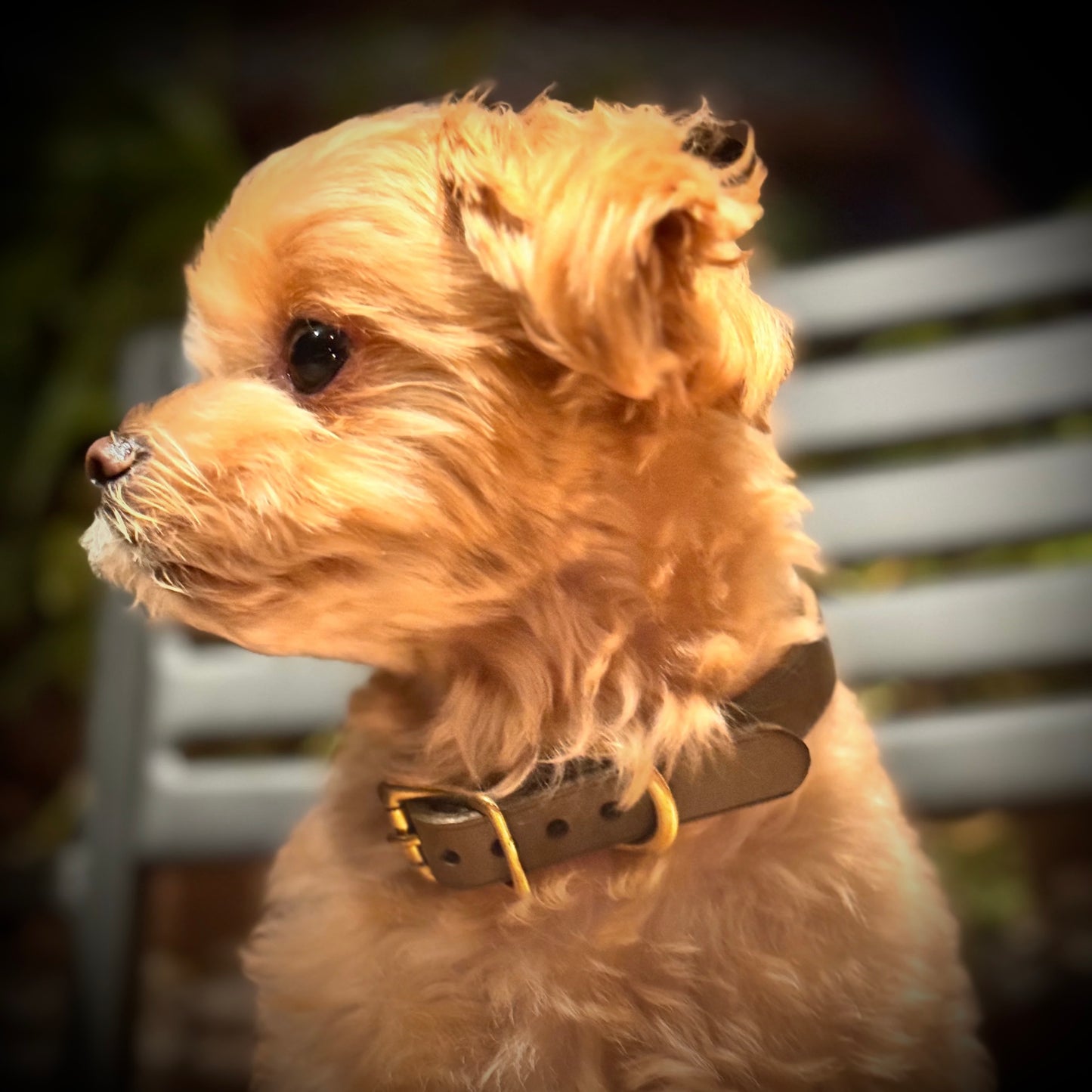 Leather collar for your dog [Natural Leather Series]