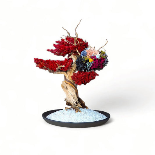 TAIZAN BONSAI （タイザンボンサイ）