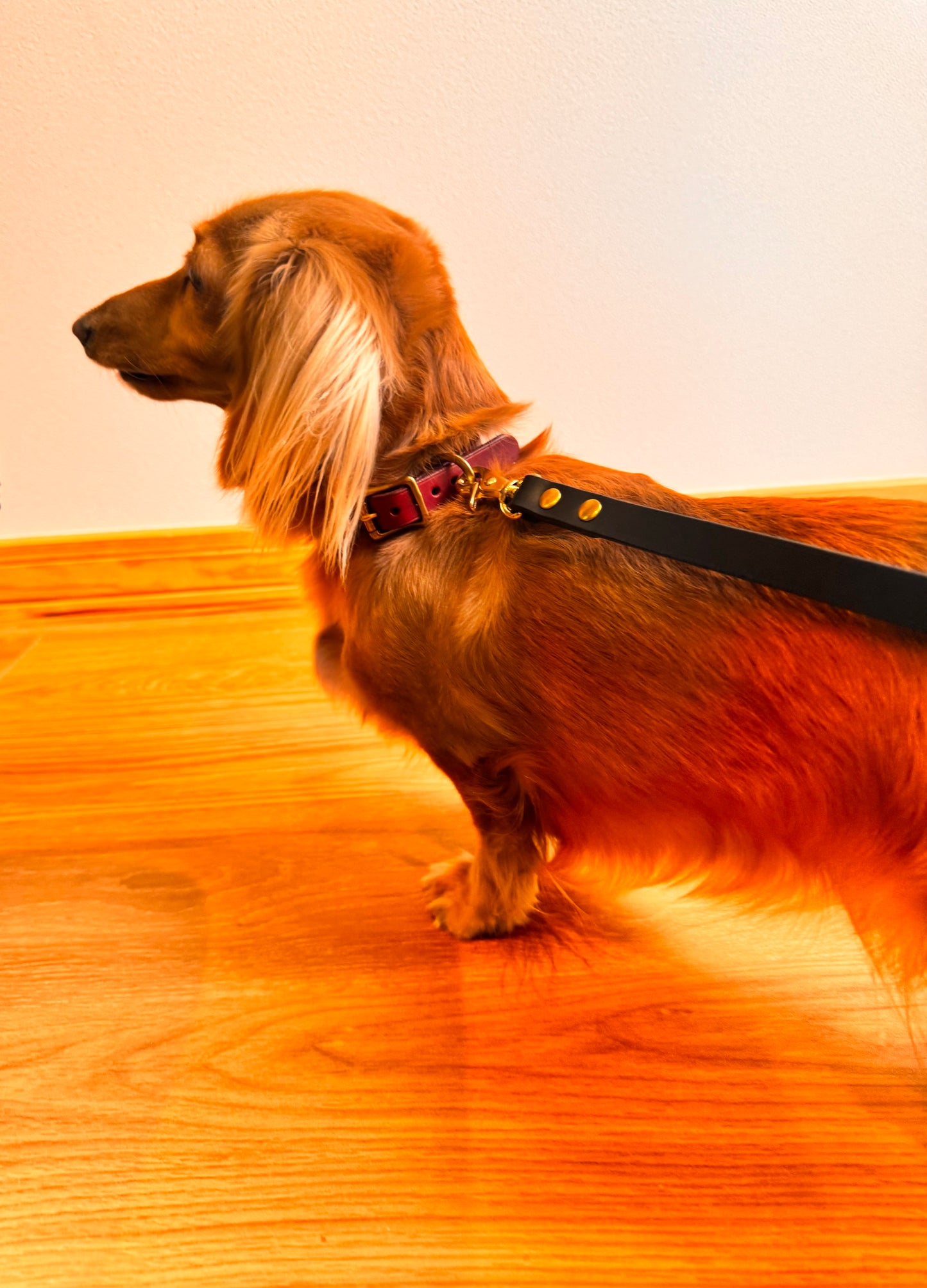 Leather collar for your dog [Natural Leather Series]