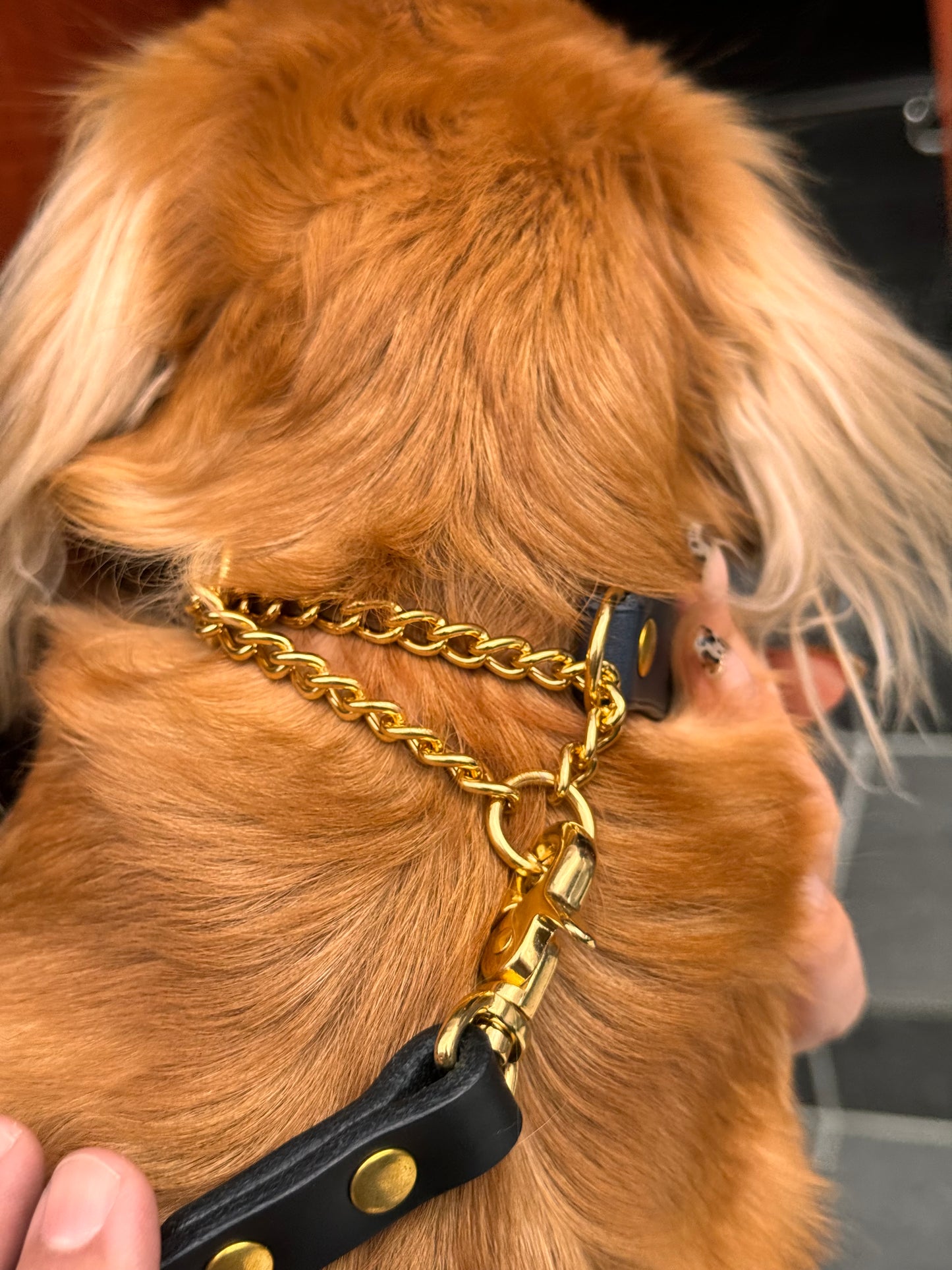 Leather leash for your dog [Natural Leather Series]