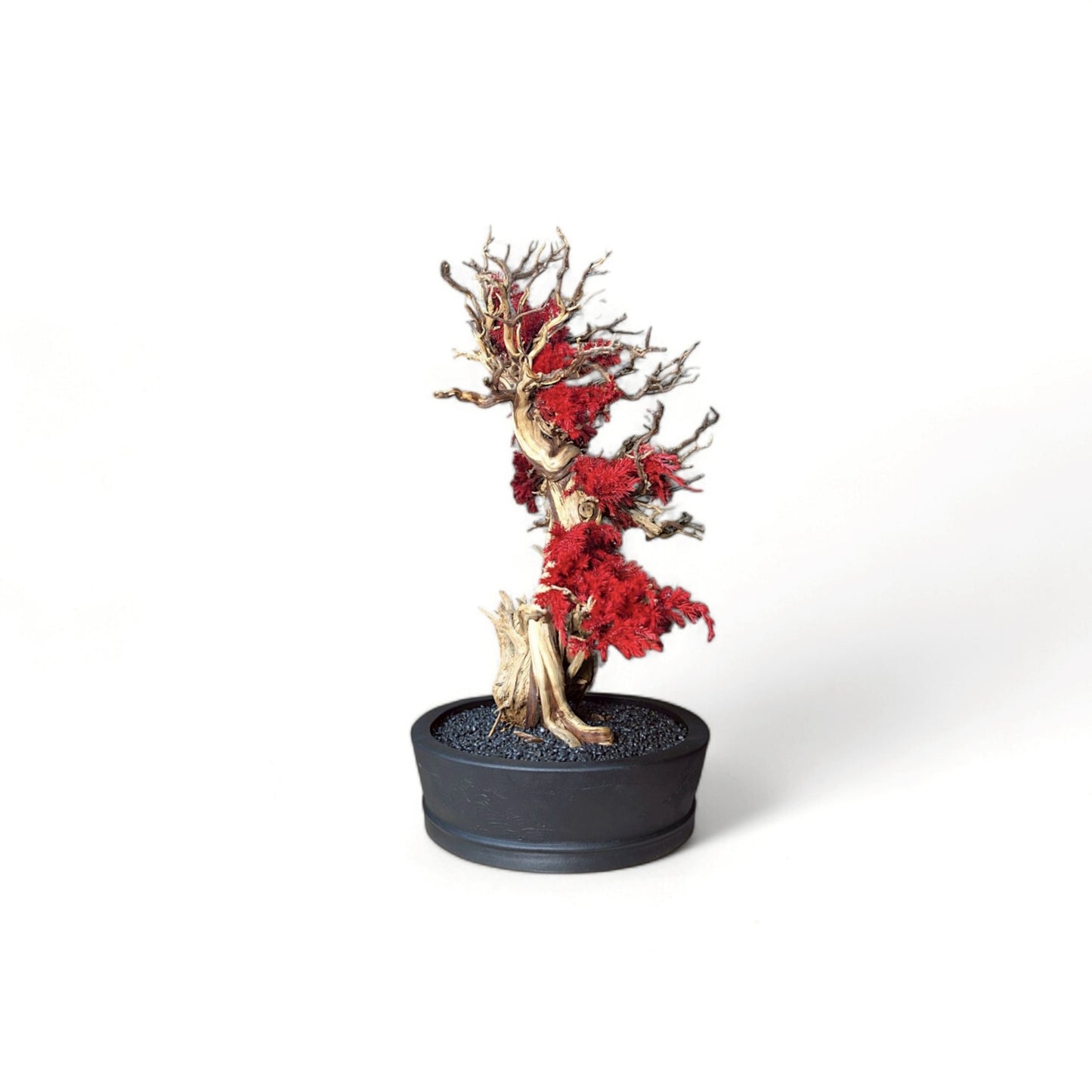 TAIZAN BONSAI - WITHERS