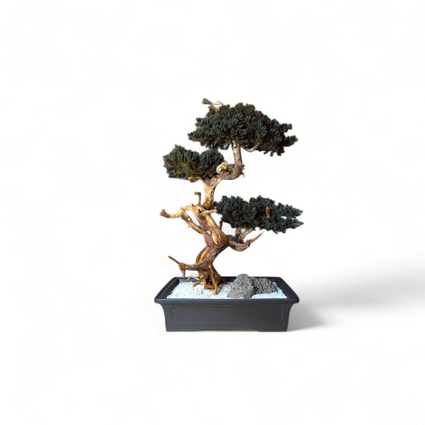TAIZAN BONSAI - WITHERS
