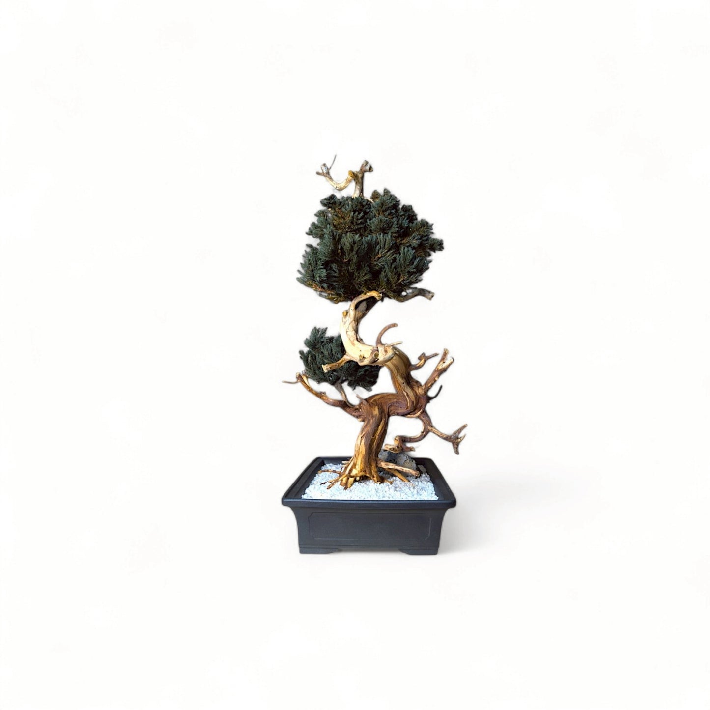 TAIZAN BONSAI - WITHERS
