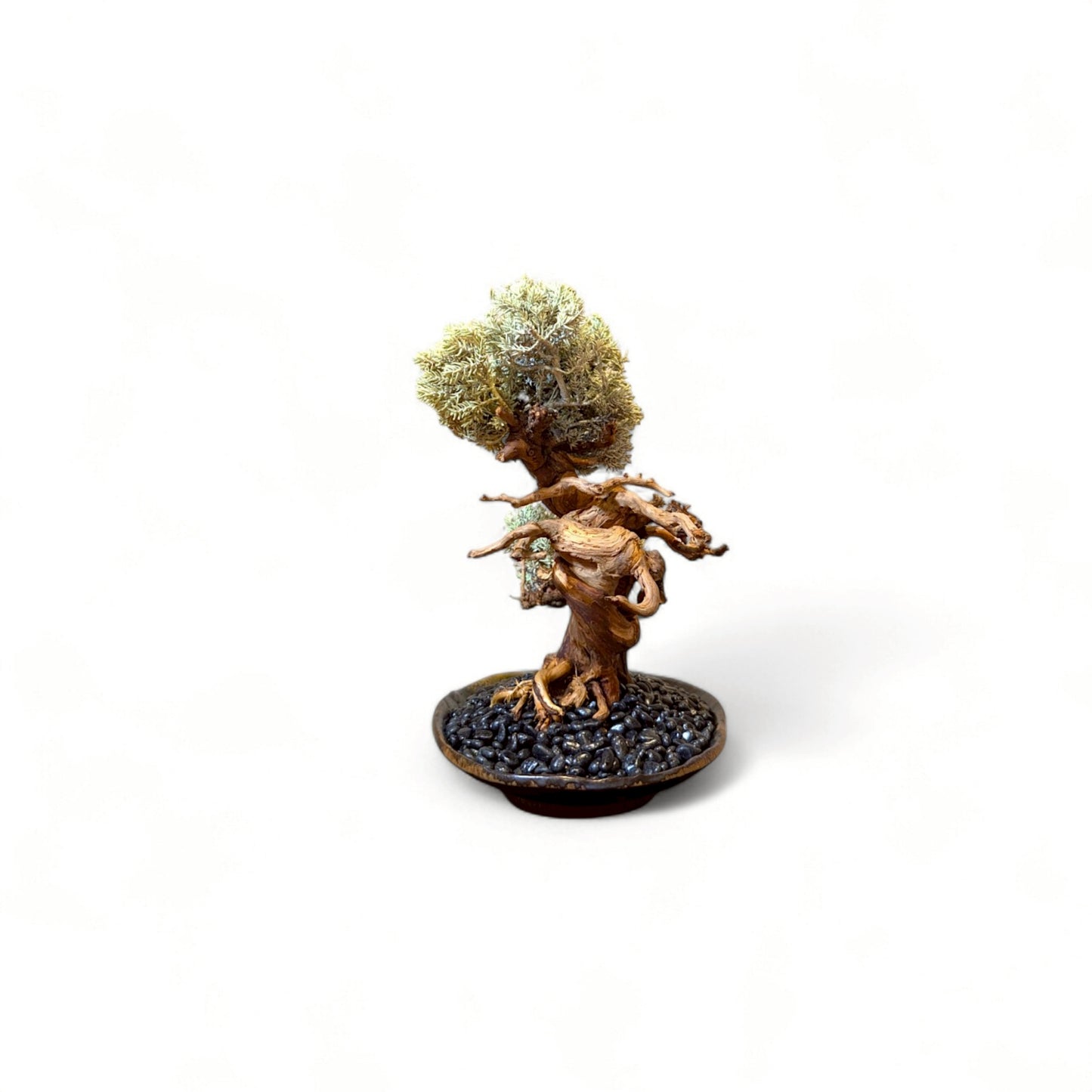 TAIZAN BONSAI - WITHERS