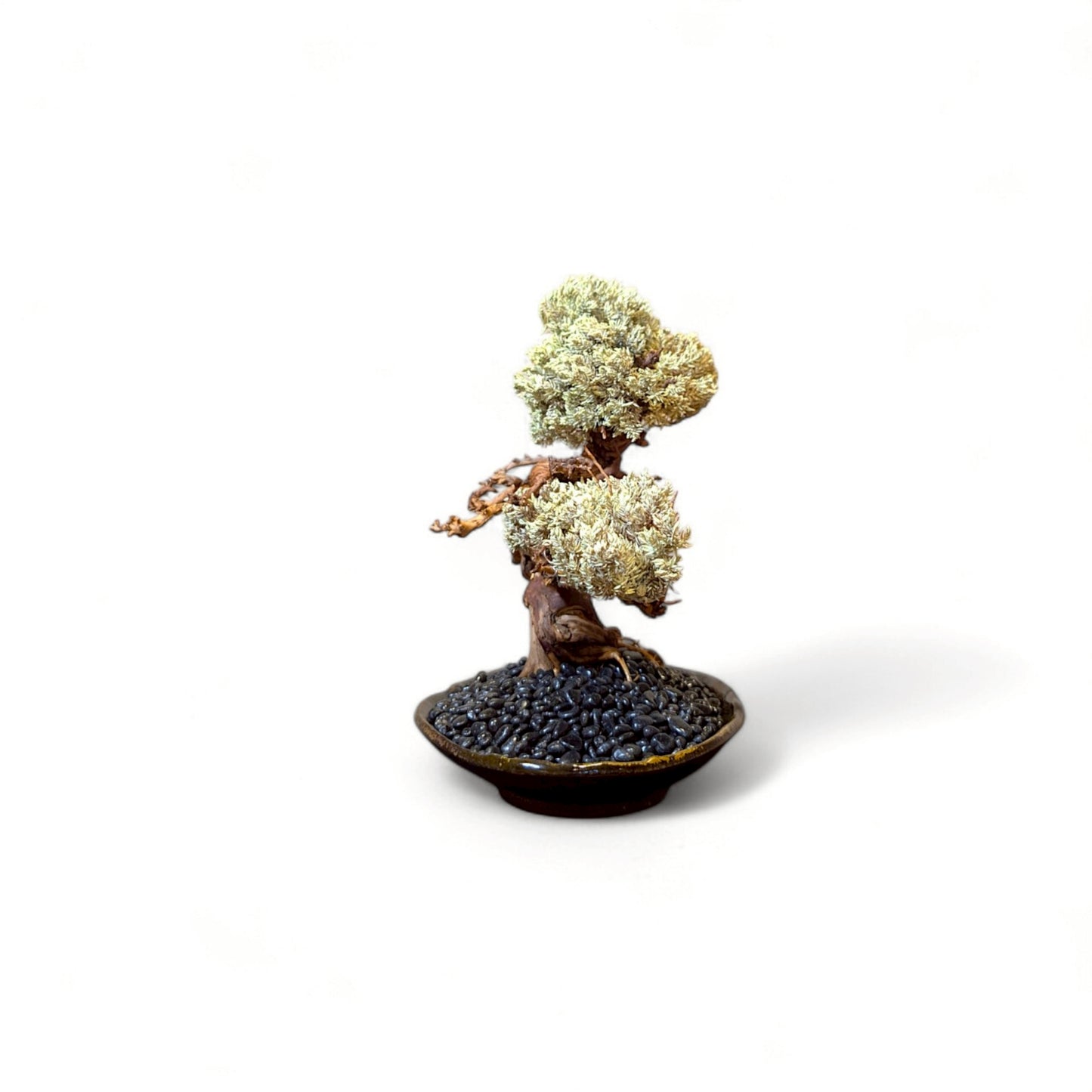 TAIZAN BONSAI - WITHERS
