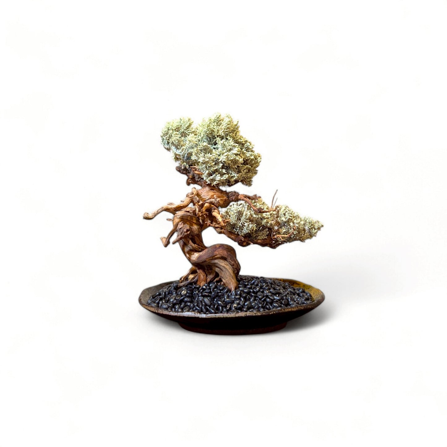 TAIZAN BONSAI - WITHERS