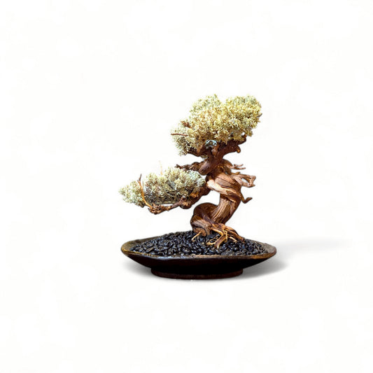 TAIZAN BONSAI - WITHERS