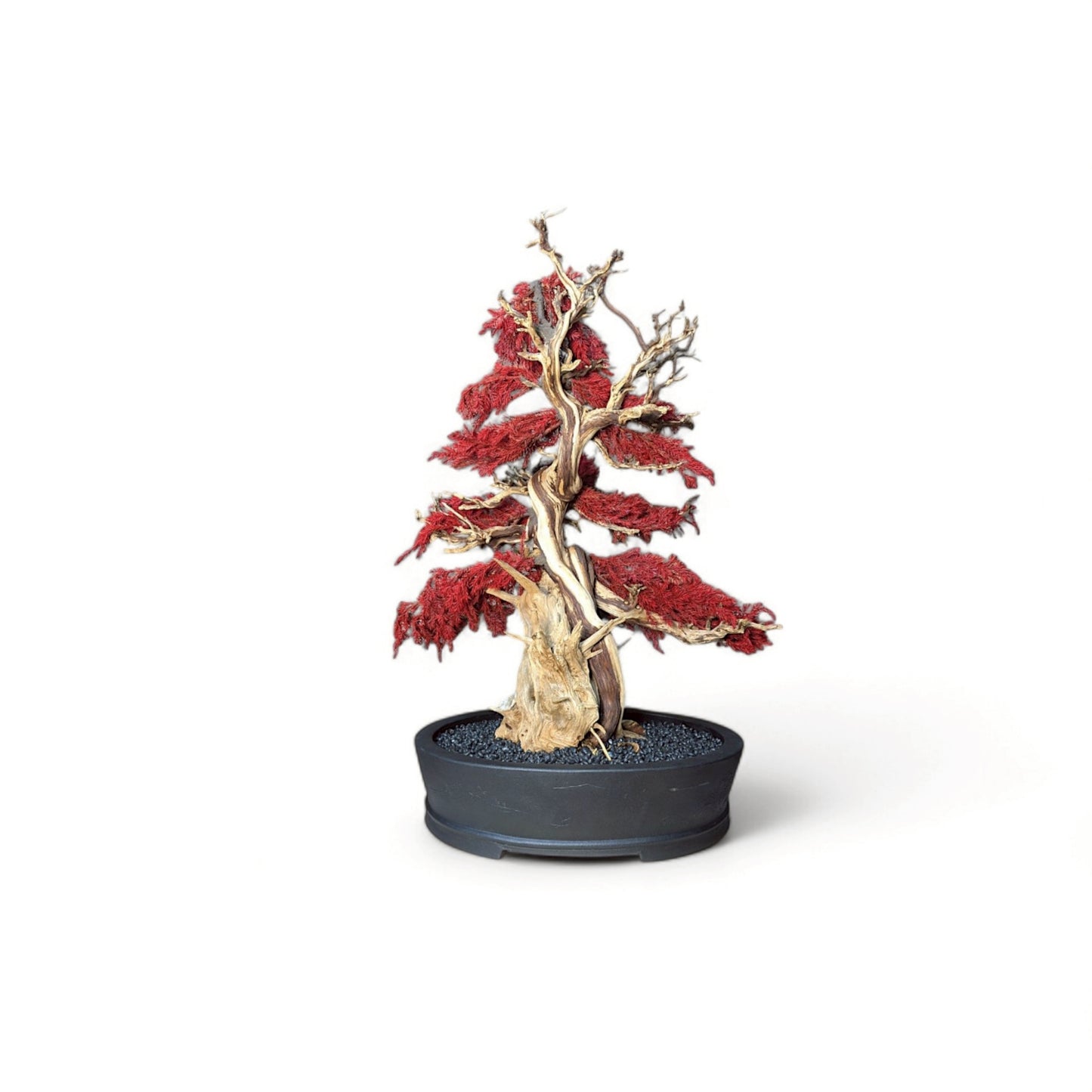 TAIZAN BONSAI - WITHERS