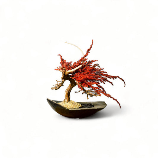 TAIZAN BONSAI - WITHERS