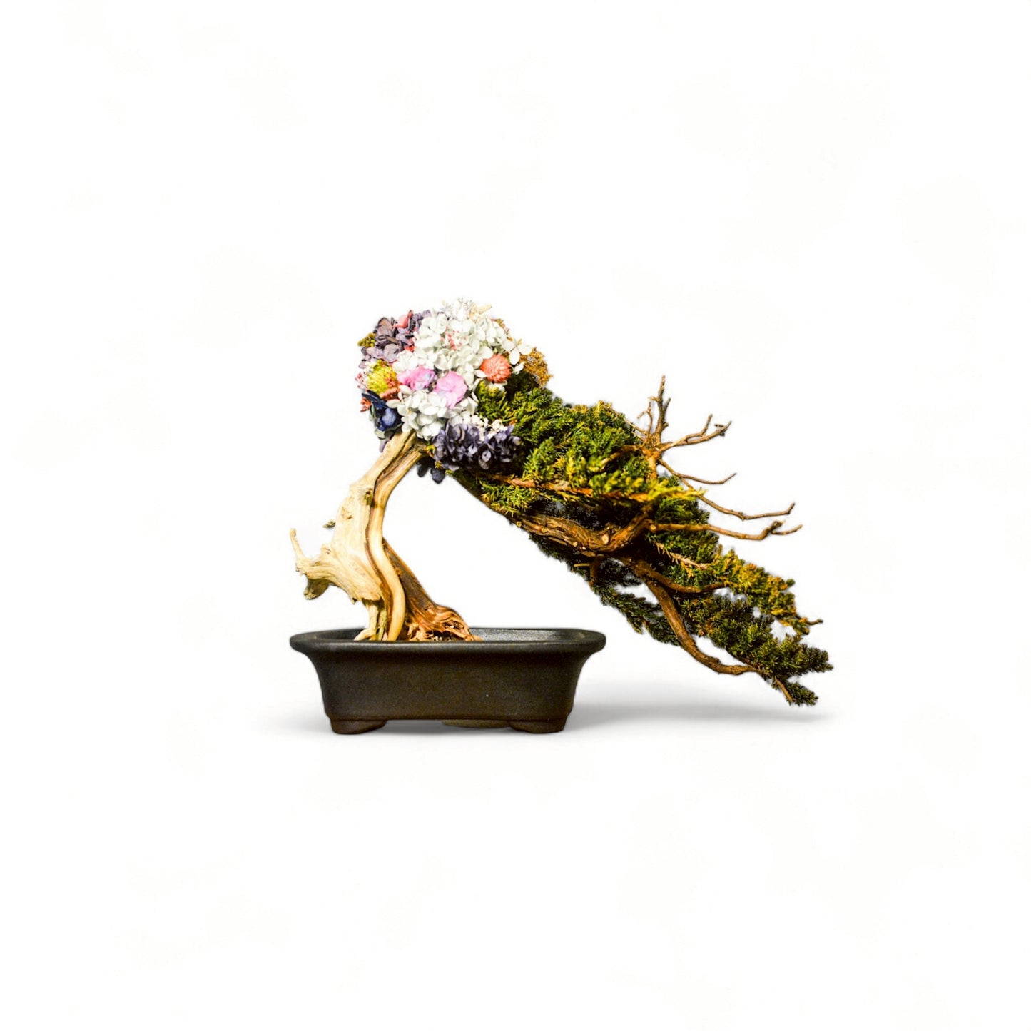 TAIZAN BONSAI - WITHERS