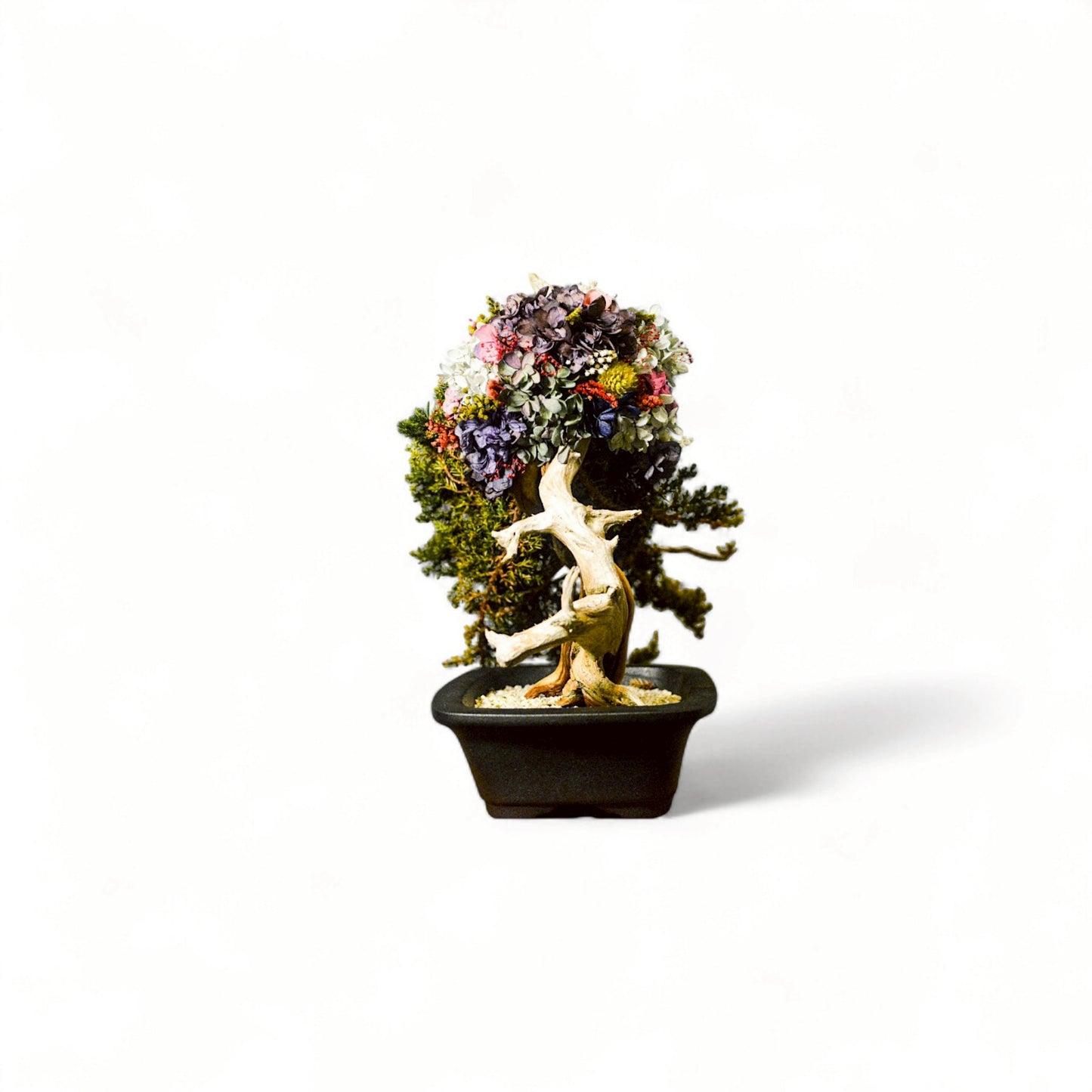 TAIZAN BONSAI - WITHERS
