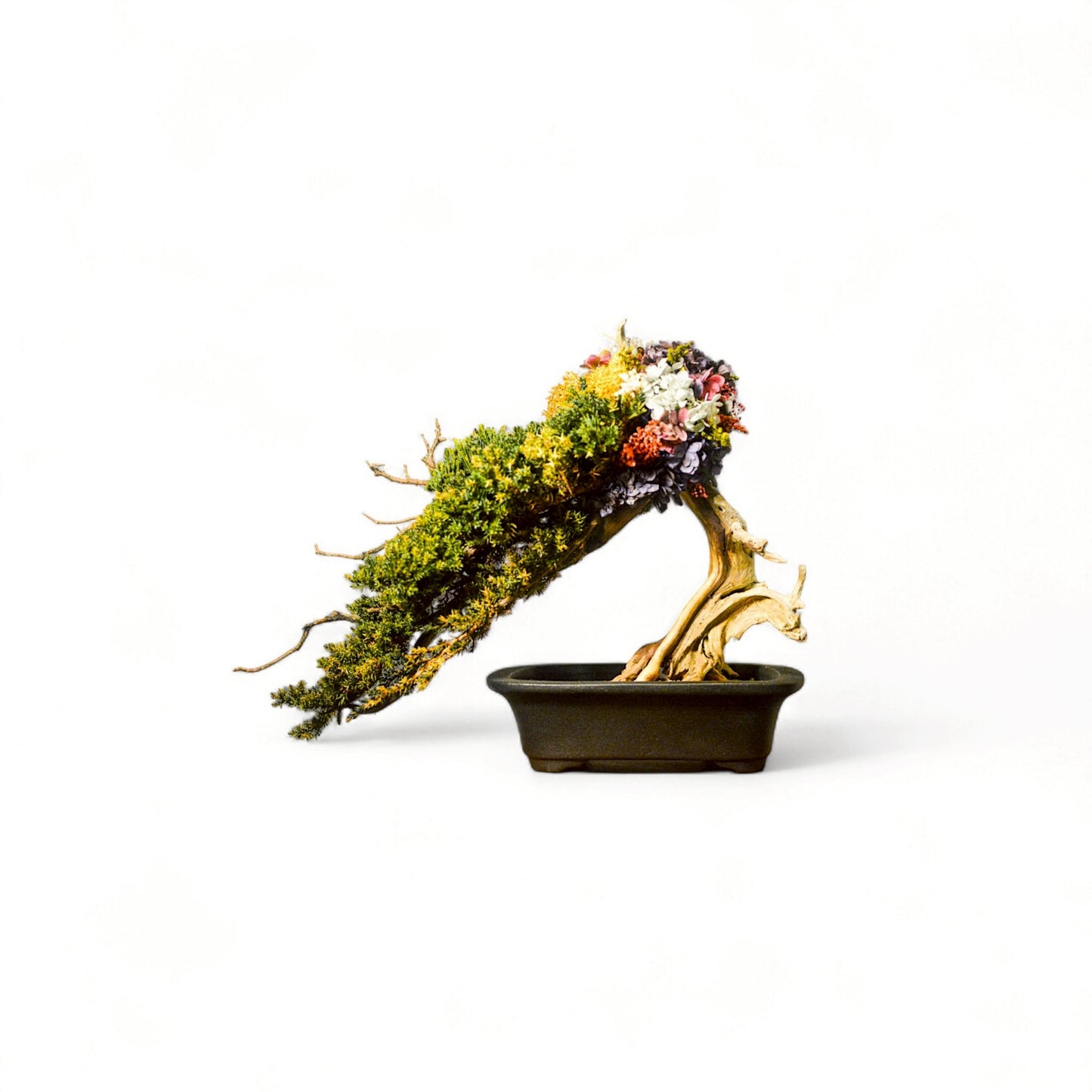 TAIZAN BONSAI - WITHERS