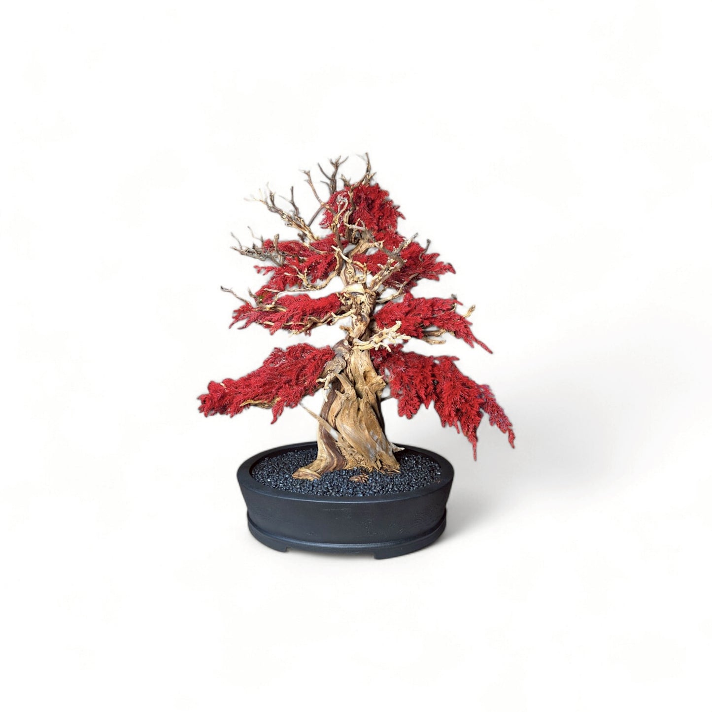 TAIZAN BONSAI - WITHERS