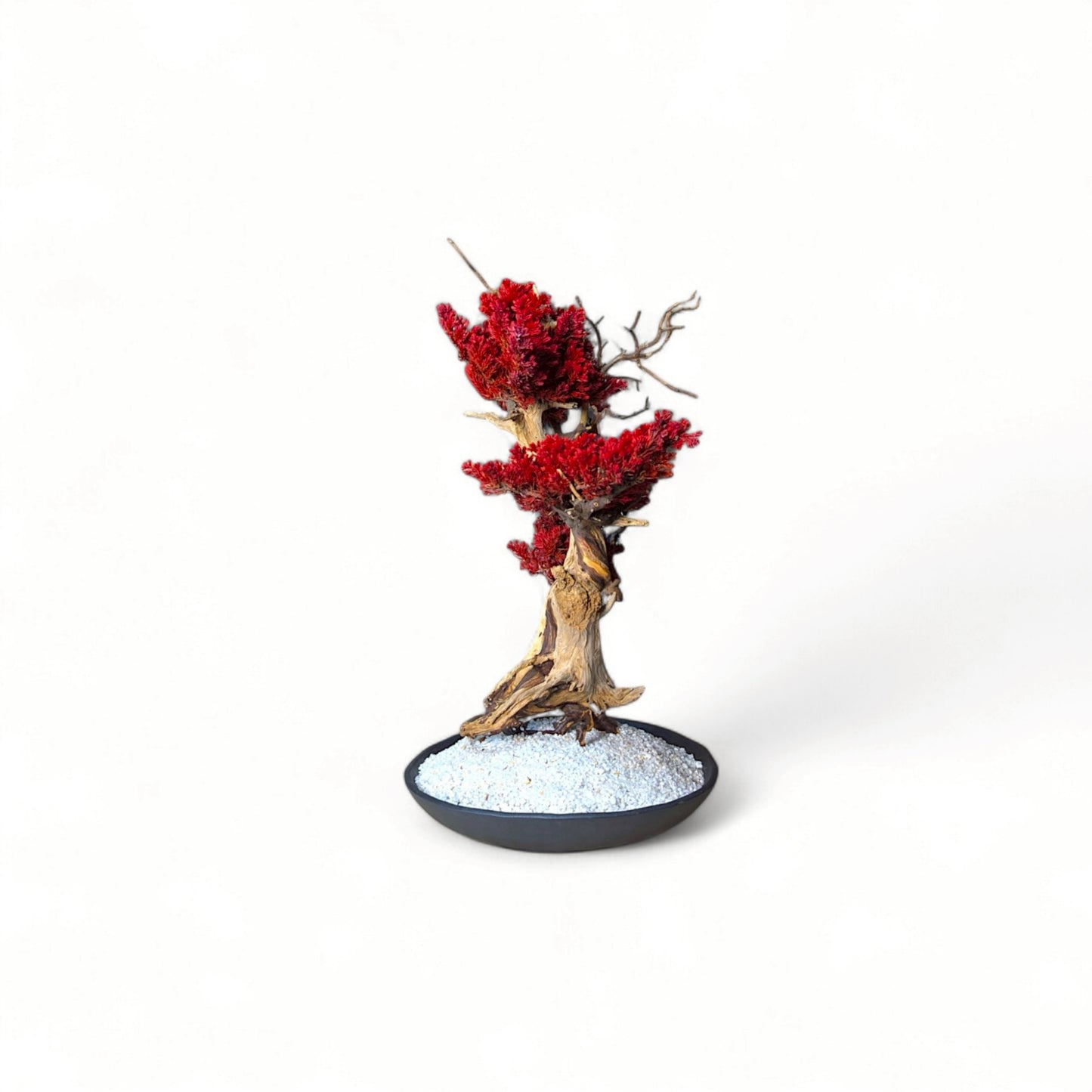 TAIZAN BONSAI - WITHERS