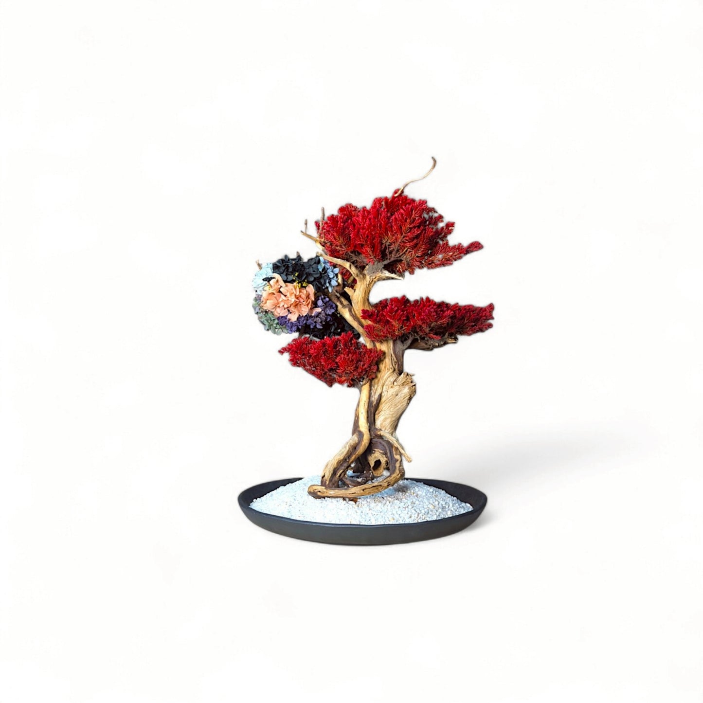 TAIZAN BONSAI - WITHERS