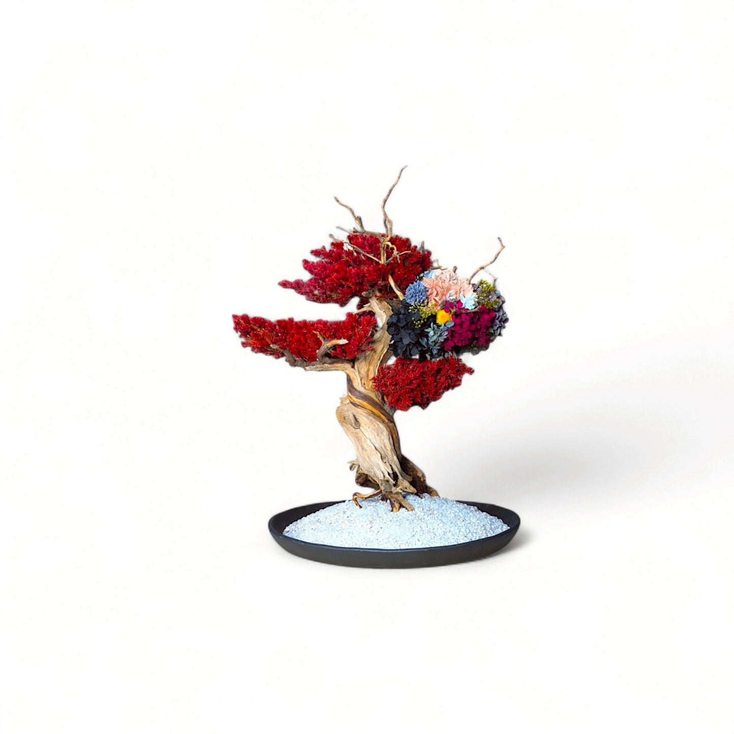 TAIZAN BONSAI - WITHERS