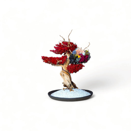 TAIZAN BONSAI - WITHERS