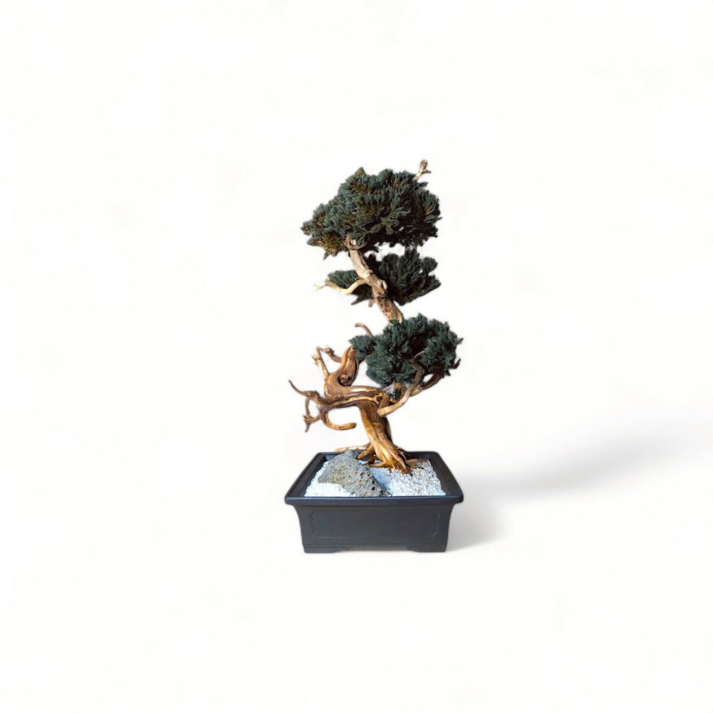 TAIZAN BONSAI - WITHERS