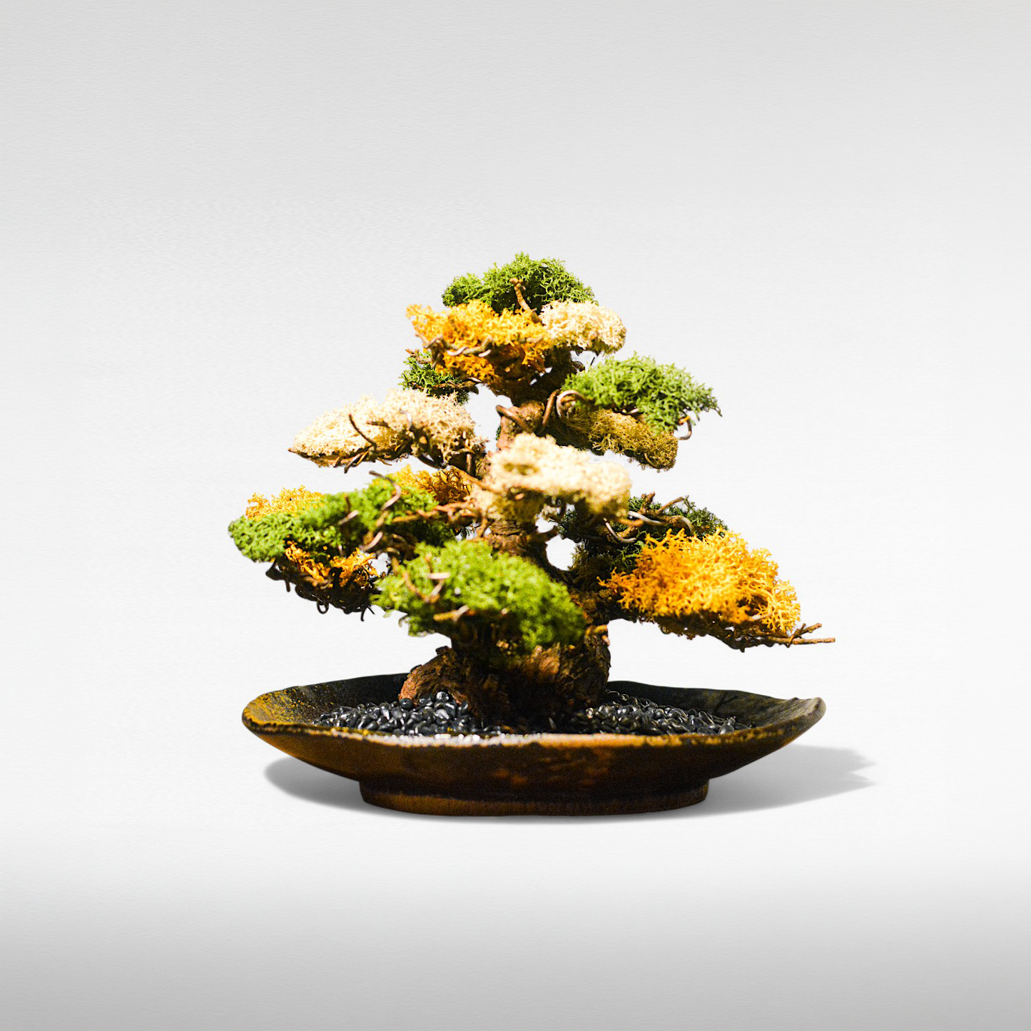 TAIZAN BONSAI （タイザンボンサイ）