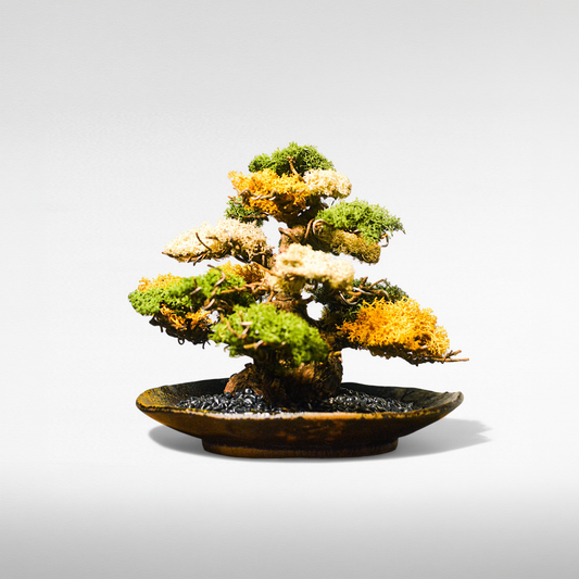 TAIZAN BONSAI （タイザンボンサイ）