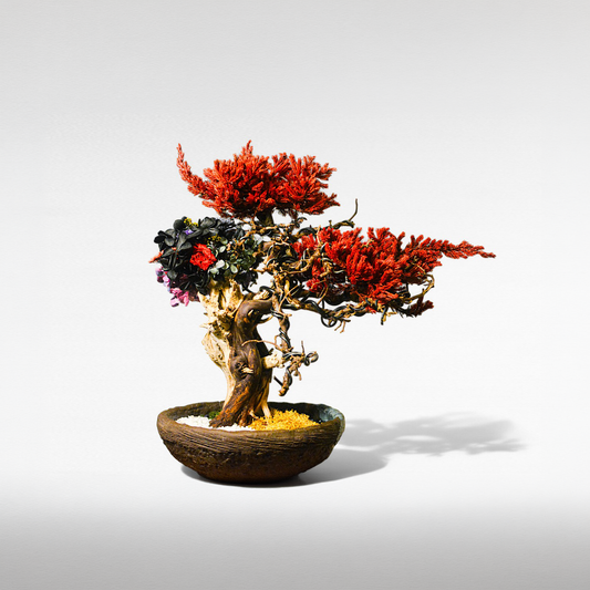 TAIZAN Flower Bonsai -Wabisabi Bonsai Art