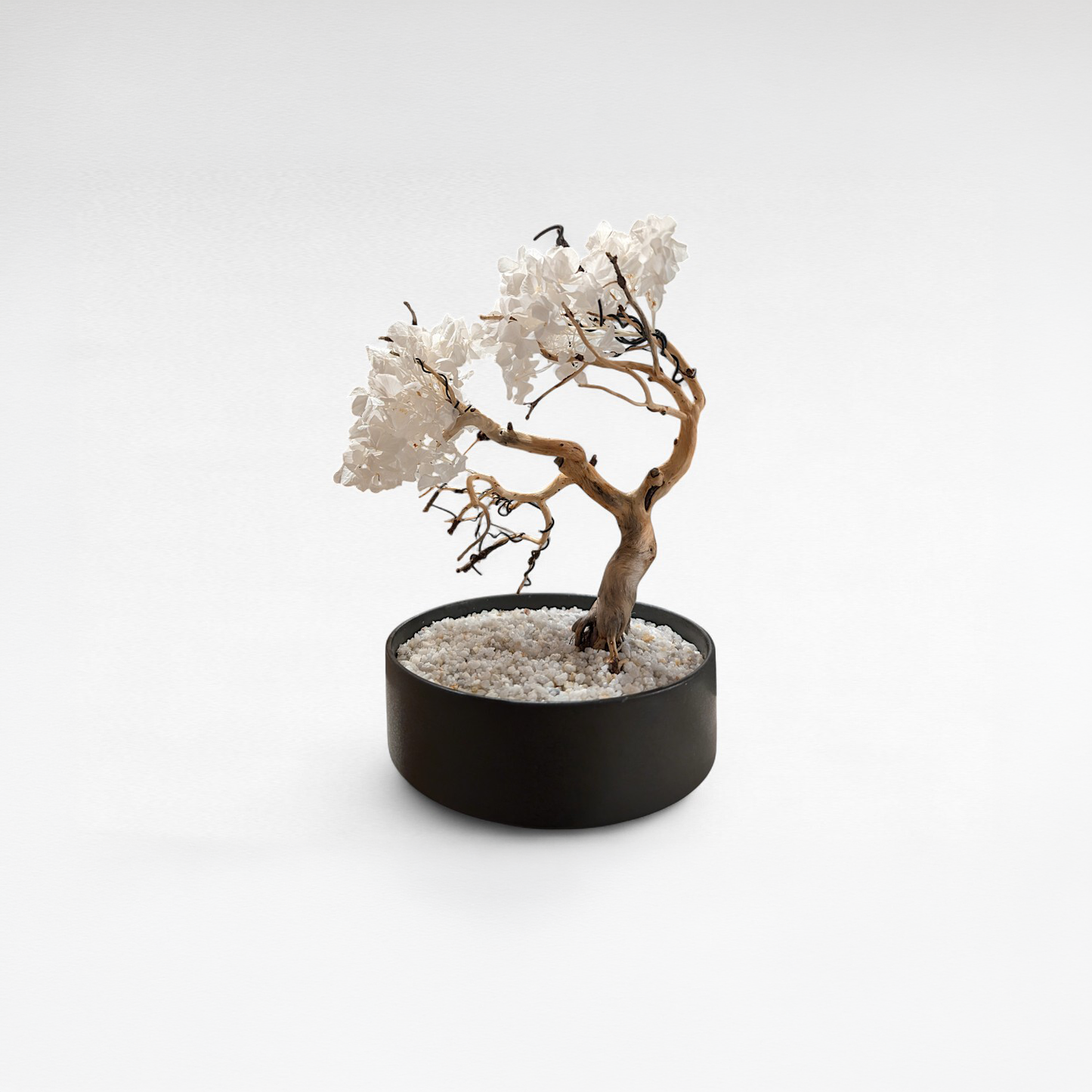 TAIZAN Sakura Bonsai -Wabisabi Bonsai Art