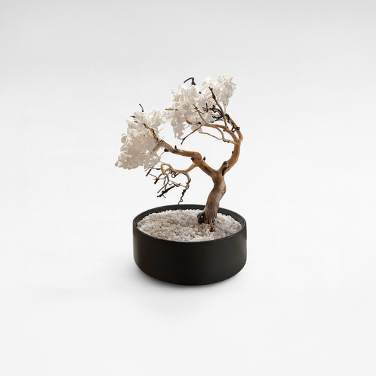 TAIZAN Sakura Bonsai -Wabisabi Bonsai Art