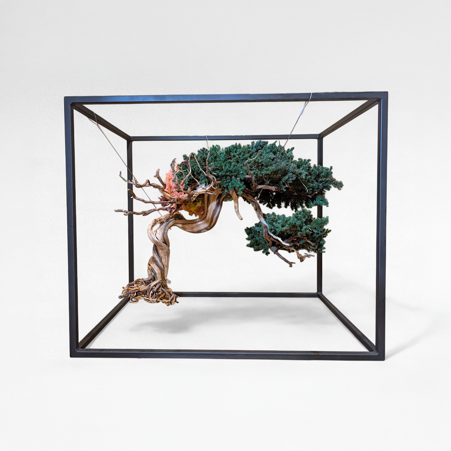 TAIZAN BONSAI （侘び寂び盆栽アート）