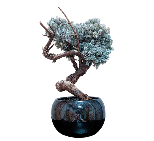 TAIZAN BONSAI （タイザンボンサイ）