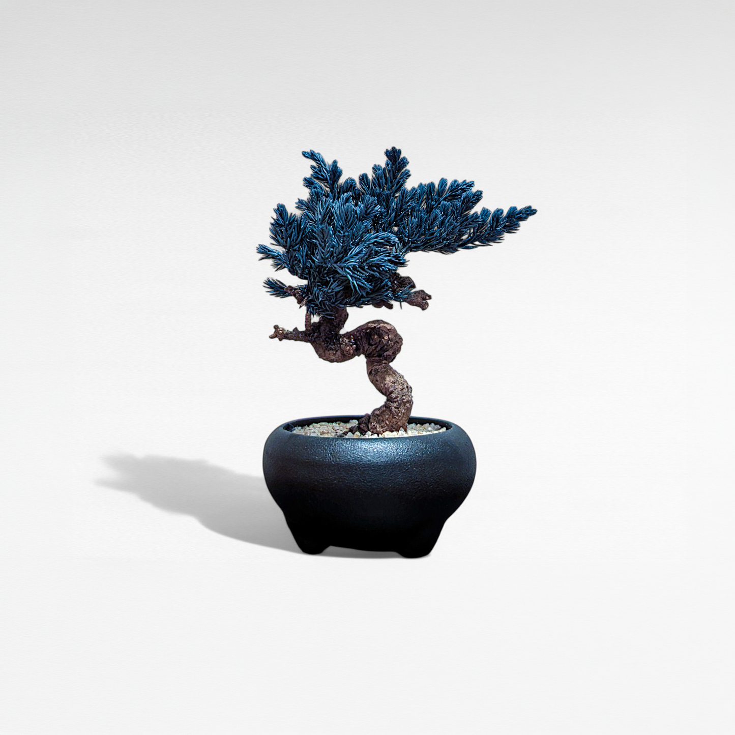 TAIZAN BONSAI （侘び寂び盆栽アート）