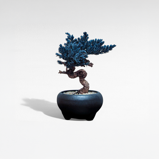 TAIZAN BONSAI （侘び寂び盆栽アート）