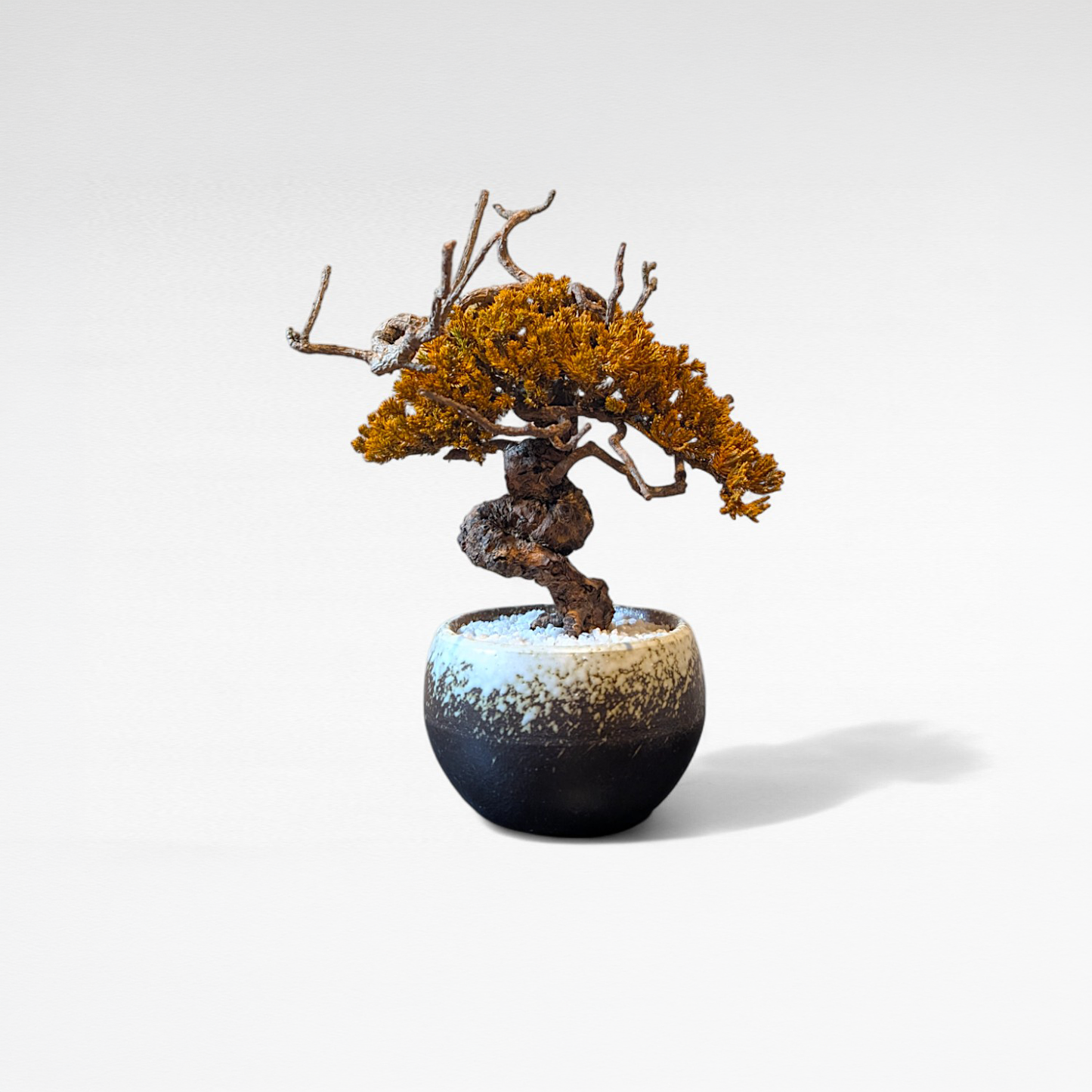 TAIZAN BONSAI （侘び寂び盆栽アート）