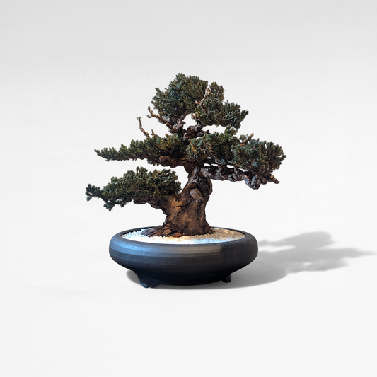 TAIZAN BONSAI （侘び寂び盆栽アート）