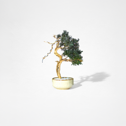 TAIZAN BONSAI （Wabisabi Bonsai Art）