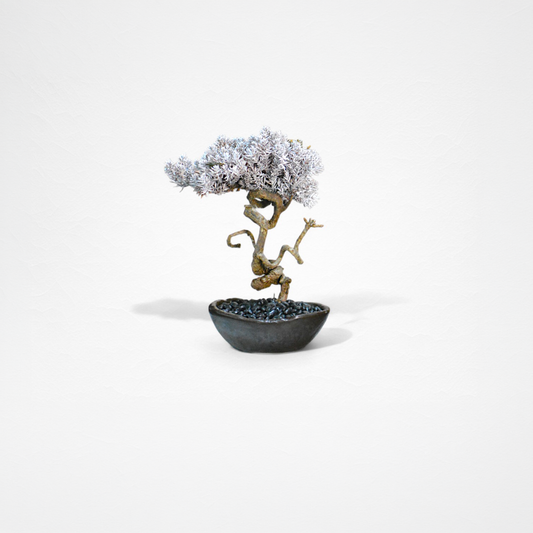 TAIZAN BONSAI （Wabisabi Bonsai Art）