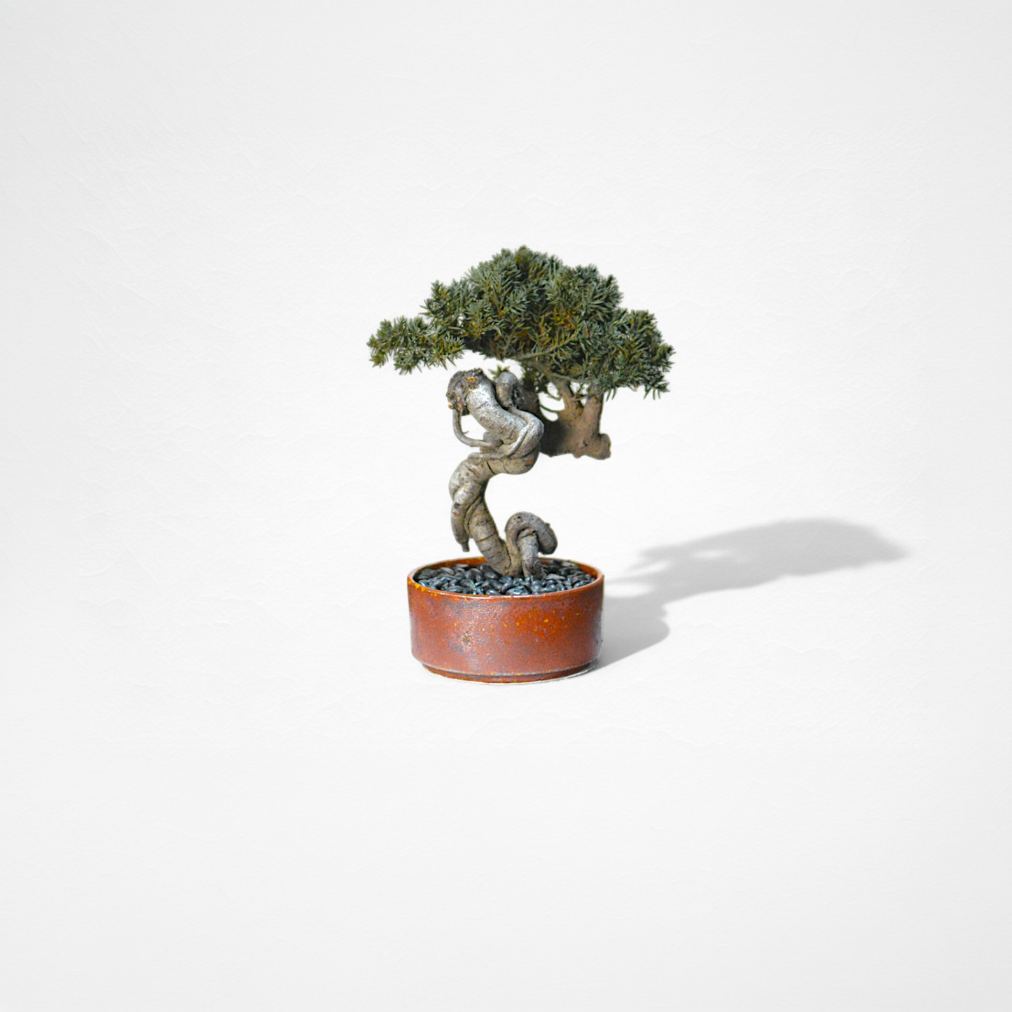 TAIZAN BONSAI （Wabisabi Bonsai Art）