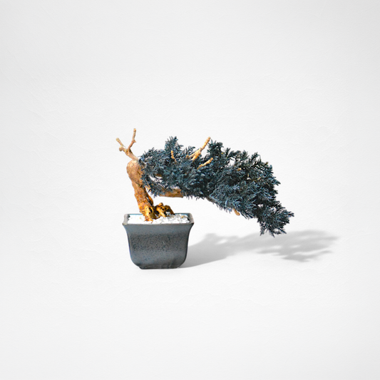TAIZAN BONSAI （Wabisabi Bonsai Art）