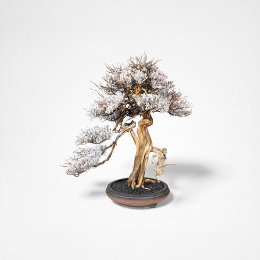 TAIZAN BONSAI （タイザンボンサイ）